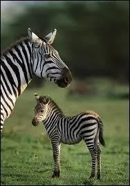 Comment s'appelle le petit zèbre ?