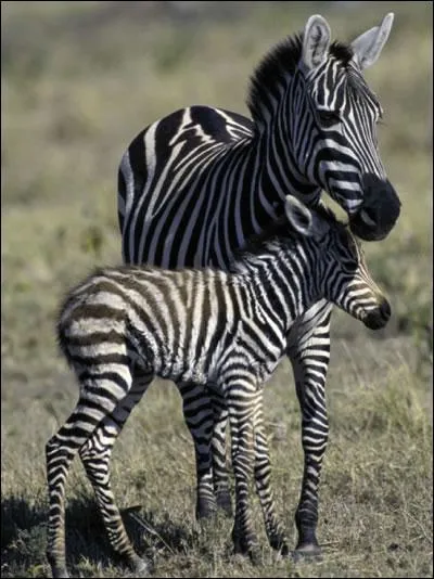 Et que fait-il quand il crie ?