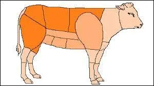 Qu'est ce qu'une catégorie ?