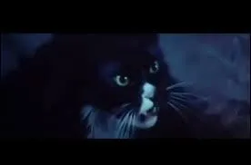 Comment s'appelle le chat de Prim ? (2 réponses)