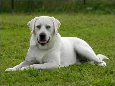 Quelle est cette race de chiens ?