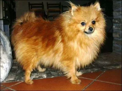 Quelle est cette race de chiens ?