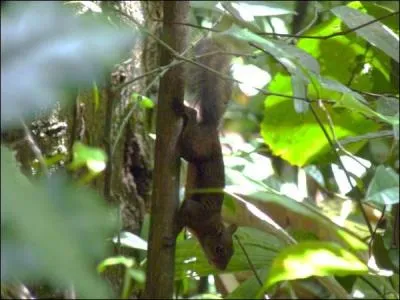 Trouvez, en économisant vos efforts, le mot correspondant à l'animal !