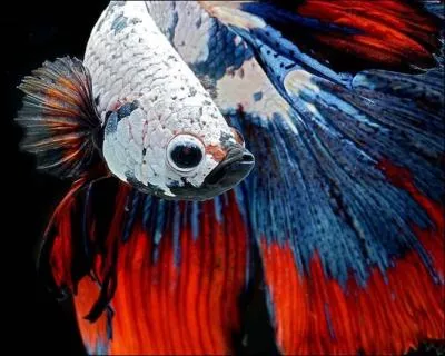 Trouvez le nom recherché, et vous ne passerez pas pour un "betta" !