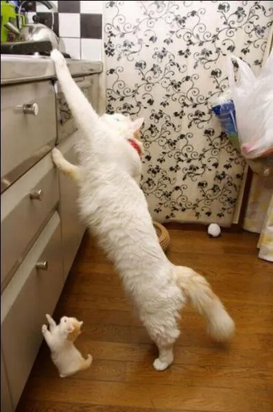 Qui a dit : Le plus petit des félins est une oeuvre d'art ?