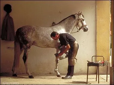 Qui est charg&eacute; de ferrer les chevaux ?