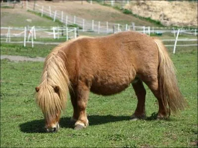 De quelle race est ce poney ?