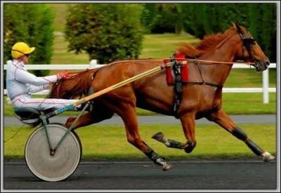 Le trot est une allure &agrave; ...