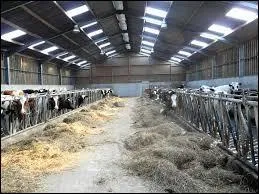 Où dorment les vaches ?