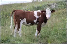 Q'est-ce qu'une génisse ?