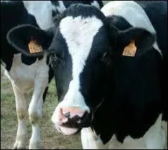 Pourquoi les vaches portent-elles une boucle à l'oreille ?