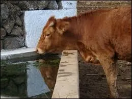 Combien de litres d'eau une vache boit-elle par jour ?