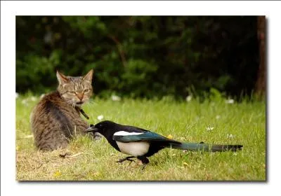 "... dans la ferme, neige à court terme" !