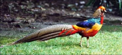 Au jour de l'an, les jours croissent d'un vol...