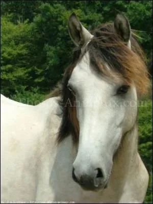 Quelle est la robe du cheval sur l'image ?