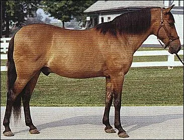 Quelle est la robe du cheval sur l'image ?