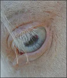 Quelle est la différence entre un cheval crème et un cheval cremello ?