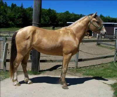 Quelle est la robe du cheval sur l'image ?