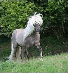 Quelle est la robe du cheval sur l'image ?