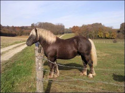 Quelle est la robe du cheval sur l'image ?