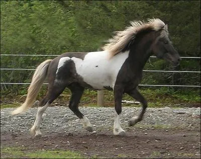 Quelle est la robe du cheval sur l'image ?
