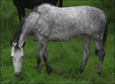 Quelle est la robe du cheval sur l'image ?