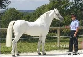 Question bonus : Quelle est la différence entre un cheval blanc et un cheval gris clair ?