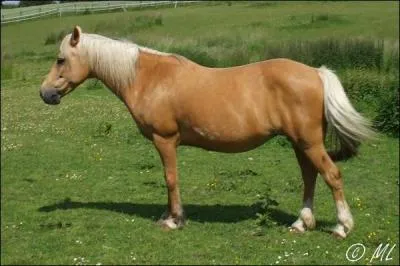 Quelle est la robe du cheval sur l'image ?