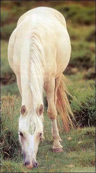 Quelle est la robe du cheval sur l'image ?