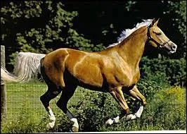 Quelle est la robe du cheval sur l'image ?