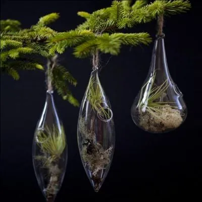 Pour un sapin tout en verdure, voici la boule de Noël de verre, qui accueille... ?