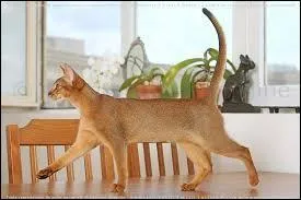 Si un chat tombe d'une table que se passe-t-il ?