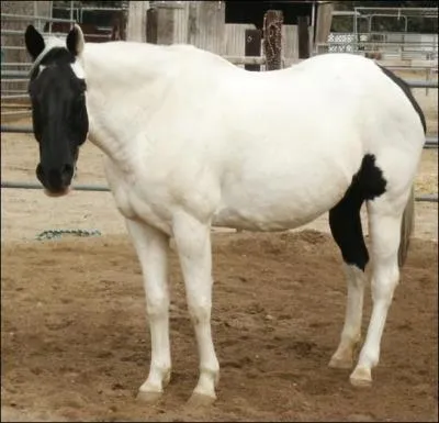 Quelle est la définition exacte du pie tovero ?