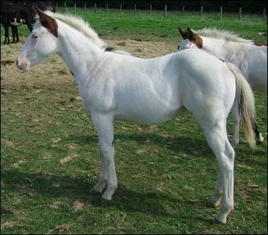 Quelle est la robe du cheval sur l'image et quelle est sa définition ?