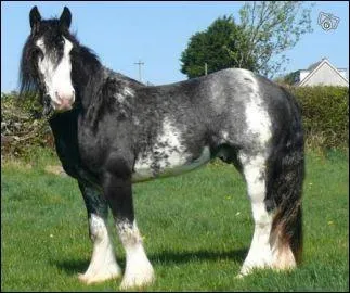 Quelle est la robe pie fréquente chez le clydesdale et le shire ?