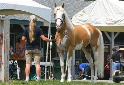 Il existe une lignée de purs-sangs anglais porteurs du gène sabino :