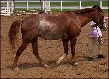 Le gène rabicano s'exprime majoritairement :