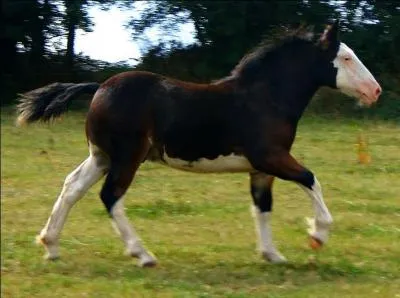 Quel est l'autre nom du pie balzan ?