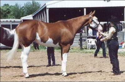 La robe pie balzan est :