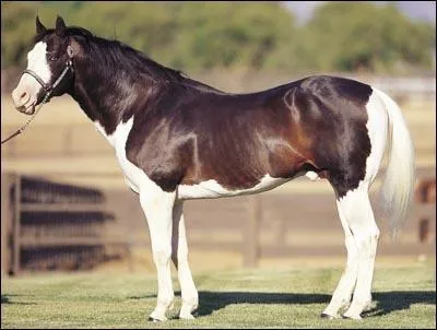 Quelle est la définition du pie balzan ?