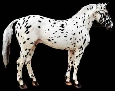 Quelle est la robe du cheval sur l'image et quelle est sa définition ?