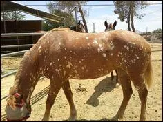 La robe 'flocon de neige' existe-t-elle ?