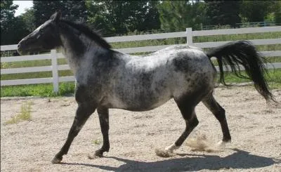 Qu'est-ce qu'un cheval marbré ?