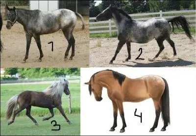 Quelle est l'image représentant la robe de type givré (ou frost) ?