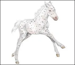 Lorsque les taches sur la robe du cheval sont très petites, on dit que le cheval est de robe :