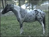 Quelle robe combine la robe léopard ou capé et la robe pie ?