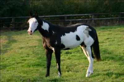 Pourquoi est-il fortement déconseillé de croiser deux chevaux porteurs du gène overo ?
