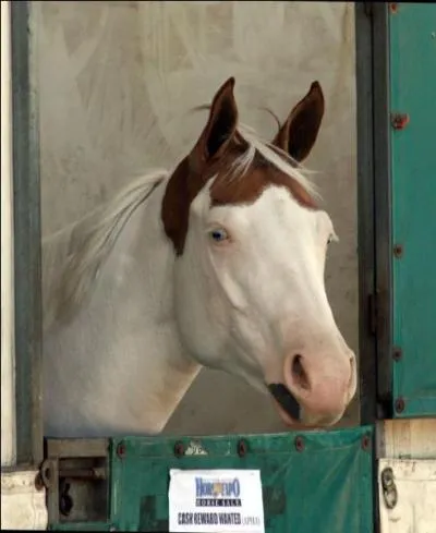 La robe pie tovero est un mélange de :