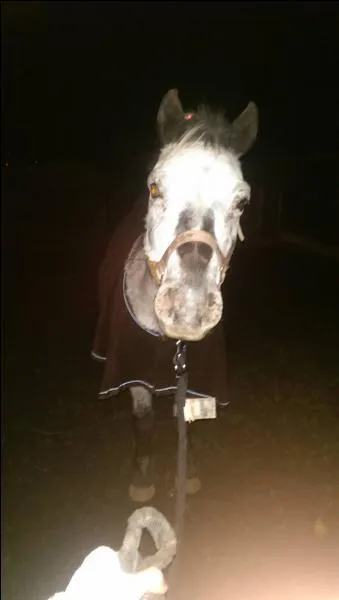 Combien de fois doit-on nettoyer le box du cheval ?