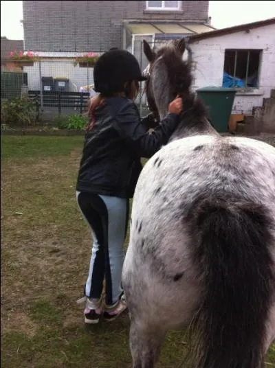 Qui soigne le cheval ?